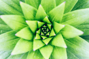 Rosette of a lily, Lilium spec., Lily family, supervision Rosette of a lily, Lilium spec., Lily family, supervision